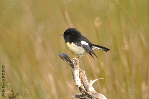Valokuva tomtit