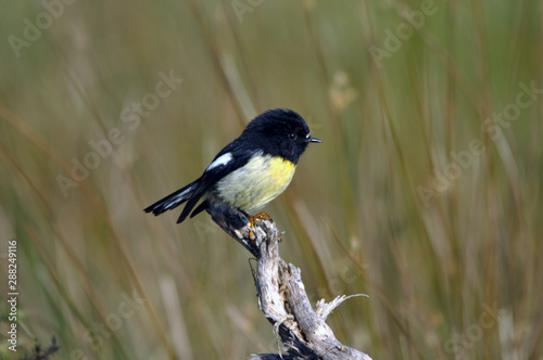 Valokuva New Zealand tomtit
