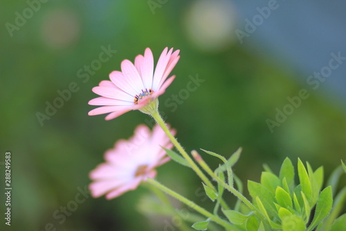 Cute pink flowers with blurry background