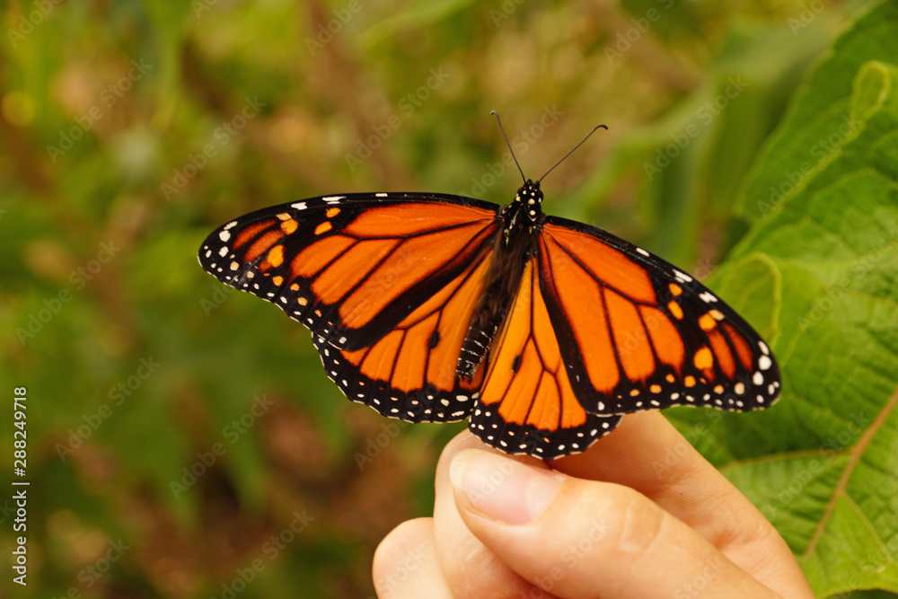 resting monarch resting monarch