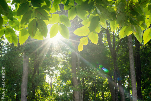 The sun shines through the leaves, sparkling, beautiful and natural.