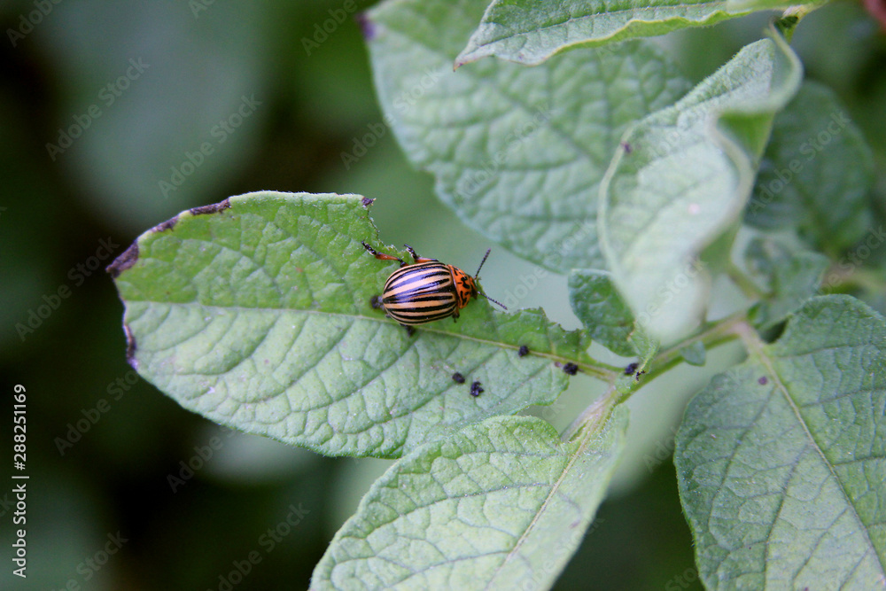 Colorado beetle on the potato leaves Colorado beetle on the potato leaves