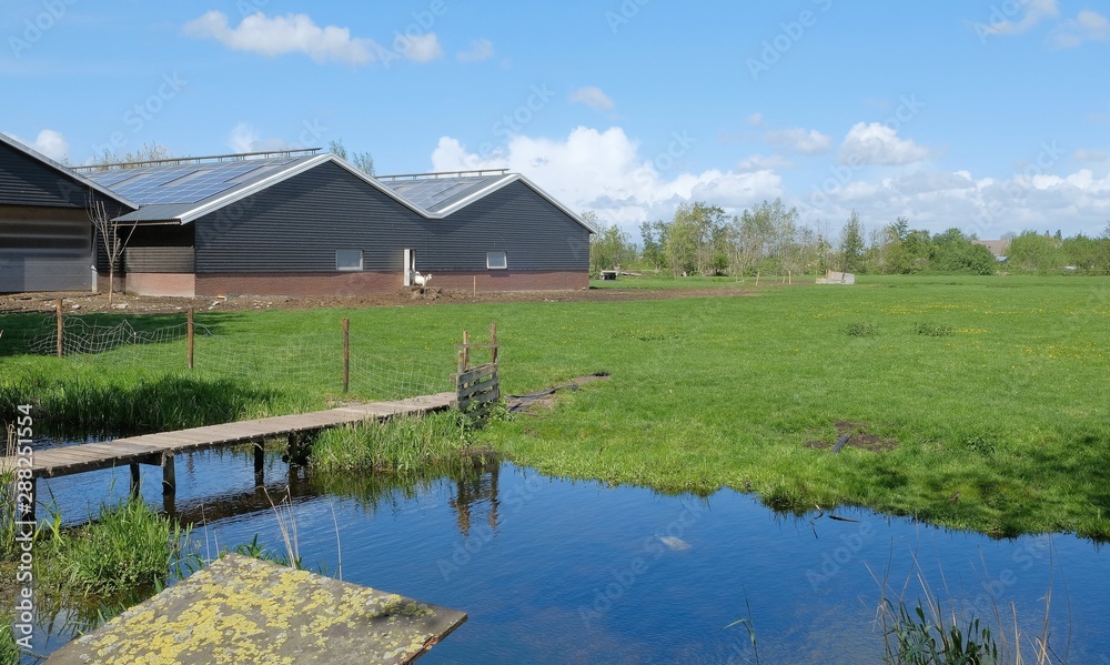 Typical dutch panorama landscape with cows and grass, beautiful blue sky and white clouds near amsterdam, the netherlands