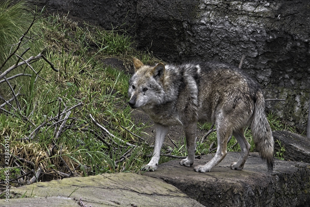 Mexican Gray Wolf. Standing. Walking to the left; Mexican Gray Wolf. Standing. Walking to the left;