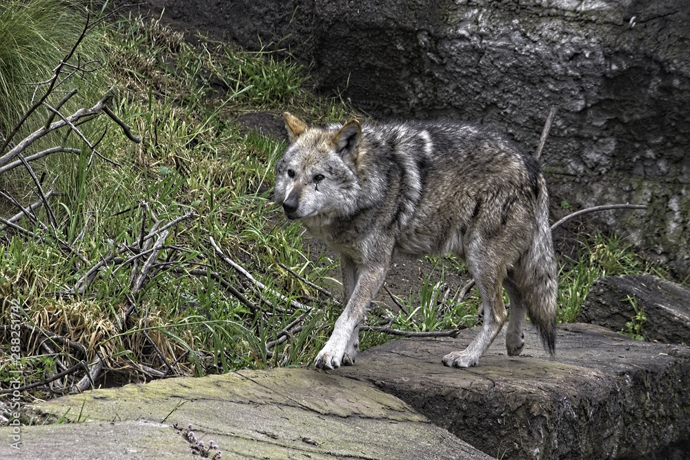 Mexican Gray Wolf. Standing. Walking to the left; Mexican Gray Wolf. Standing. Walking to the left;