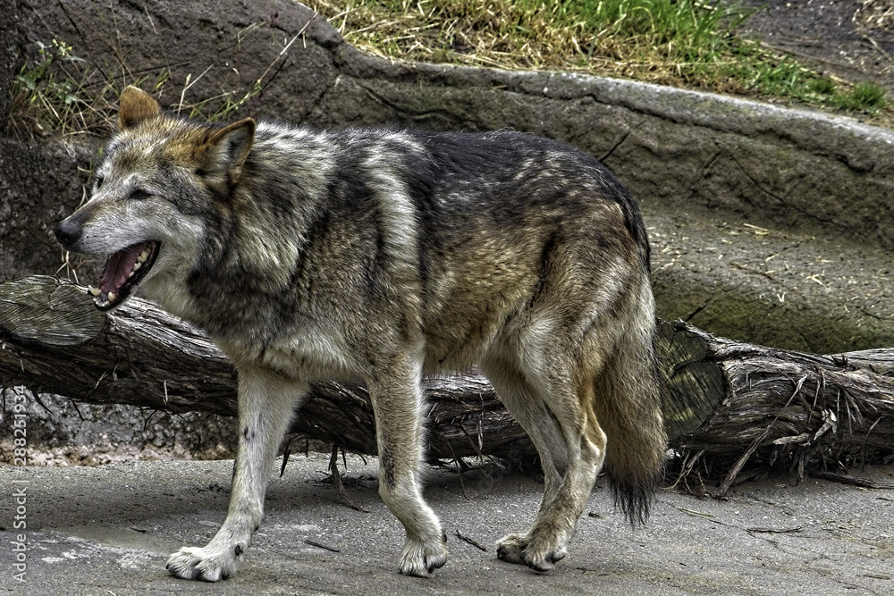 Fototapeta premium Mexican Gray Wolf. Standing. Walking to the left;