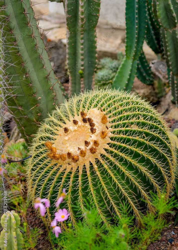 Golden Barrel cactus, popularly known as the golden ball plant in arid plants garden. Tropical ornamental plants concept at sunny day. Natural floral background. Golden Barrel cactus, popularly known as the golden ball plant in arid plants garden. Tropical ornamental plants concept at sunny day. Natural floral background.