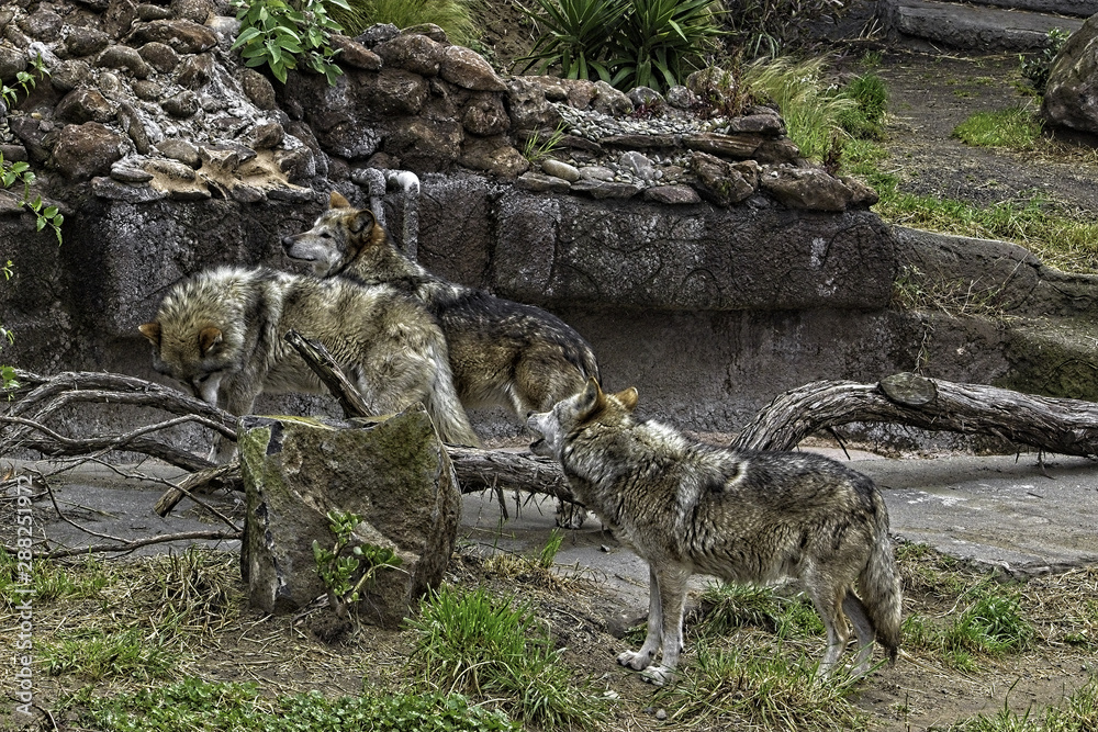 Fototapeta premium Mexican Gray Wolf. Pack of three wolves standing