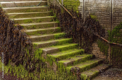 Steps covered in seaweed, algae, and sealife along the southern coast of Ireland