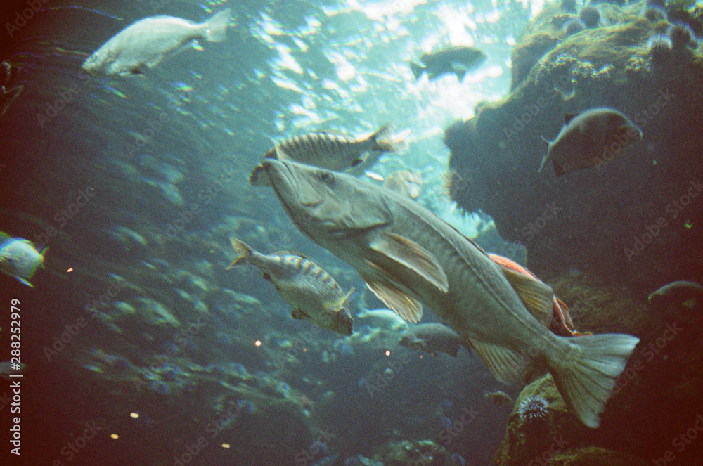 Fish of the Sea Fish of the Sea