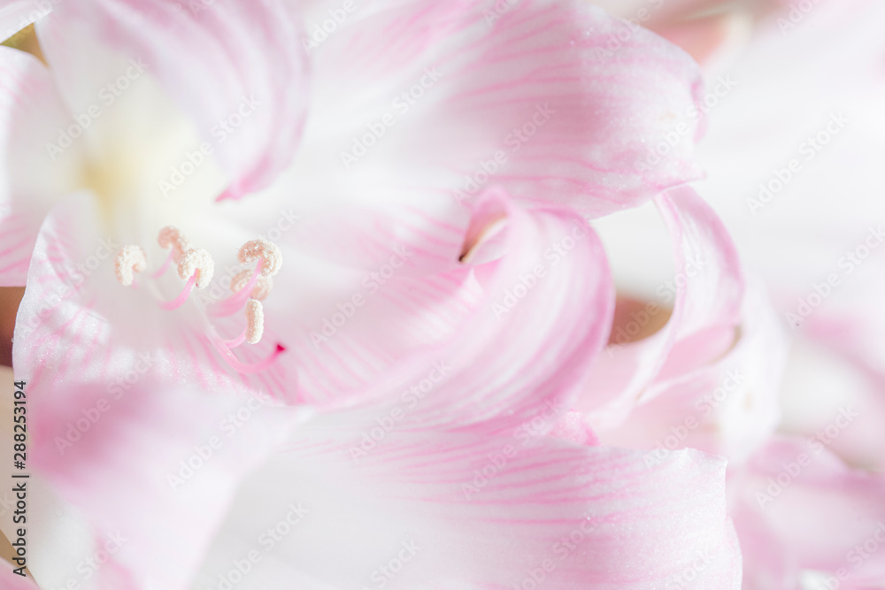 Naked Lady Lily (Amaryllis Belladonna) pink and white flowers.