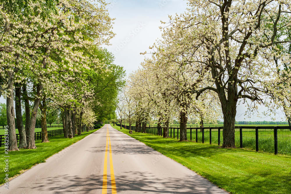 Country road in the spring