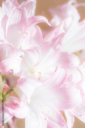 Fototapeta Naklejka Na Ścianę i Meble -  Naked Lady Lily (Amaryllis Belladonna) pink and white flowers.