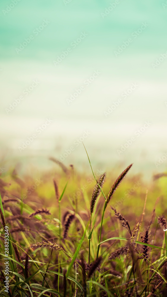 green field green field
