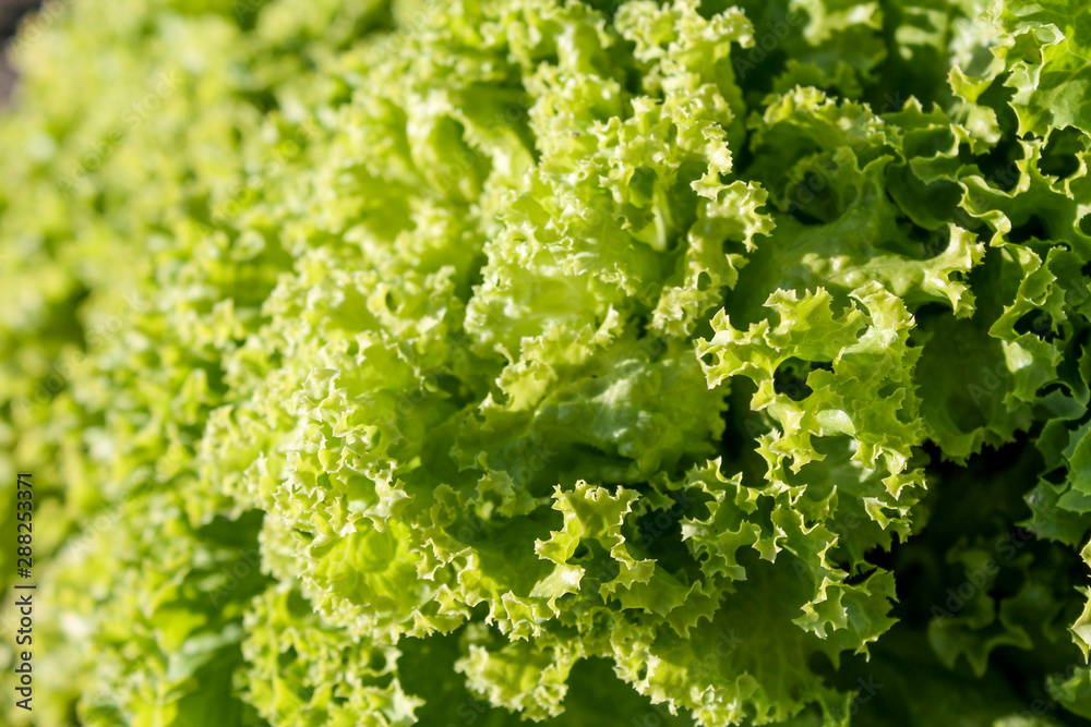 Green lettuce leaves closeup abstract background. Fresh greenery plant in the garden. Brightly lit with sunshinne. Garden harvesting object. Organic vegetarian food Green lettuce leaves closeup abstract background. Fresh greenery plant in the garden. Brightly lit with sunshinne. Garden harvesting object. Organic vegetarian food