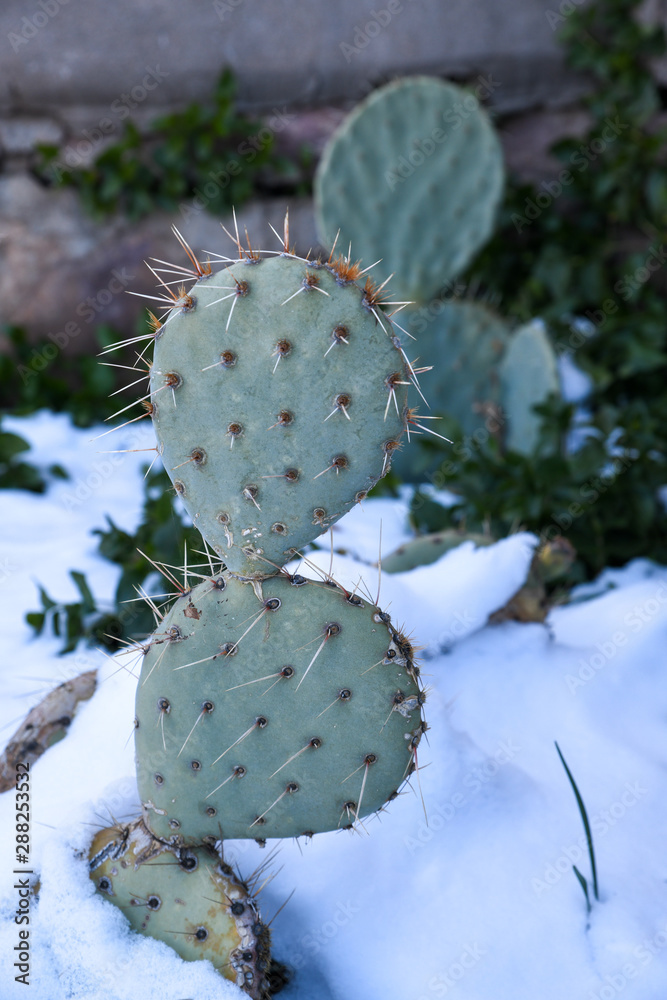 Cactus in snow Cactus in snow