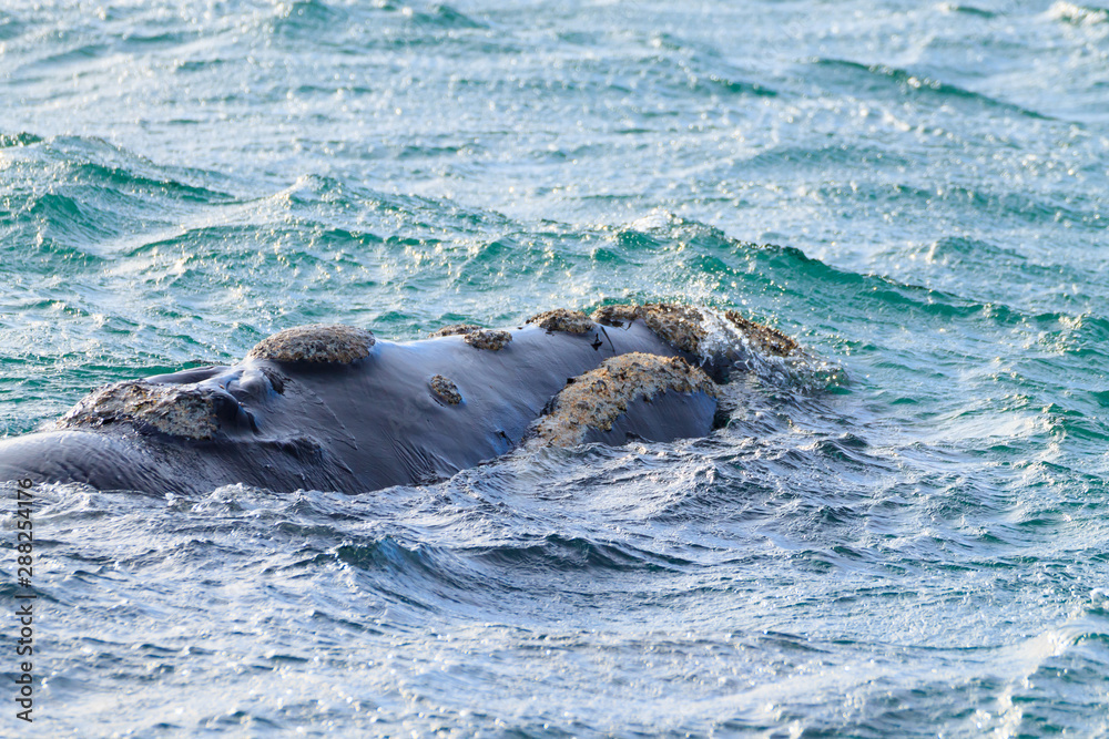 Fototapeta premium Whale watching from Valdes Peninsula,Argentina. Wildlife