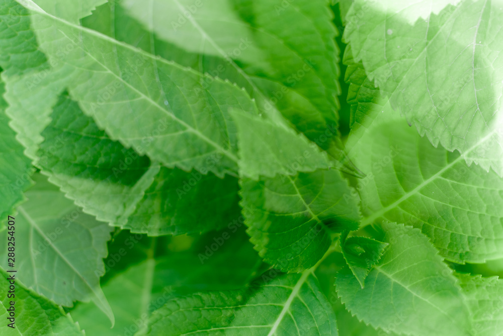 closeup of green leaf nature background closeup of green leaf nature background