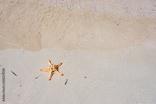 Starfish on a sandy beach. Copy space.