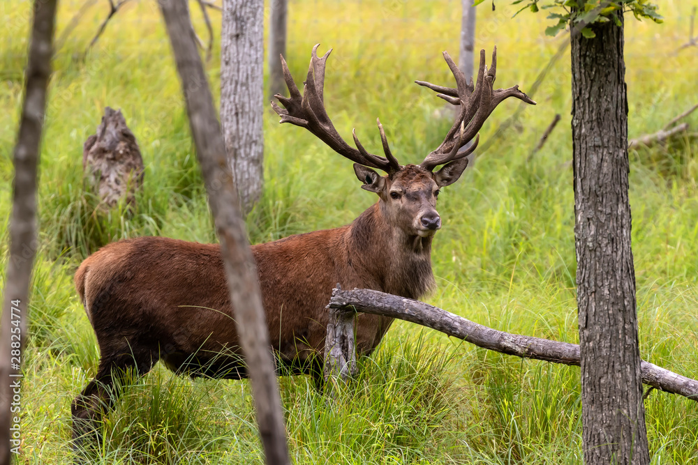 European red deer (Cervus elaphus) during rut.This species is fourth the largest deer species European red deer (Cervus elaphus) during rut.This species is fourth the largest deer species