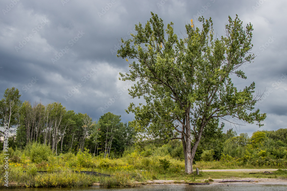 storm clouds rolling in behind trees and grass on the shoreline storm clouds rolling in behind trees and grass on the shoreline
