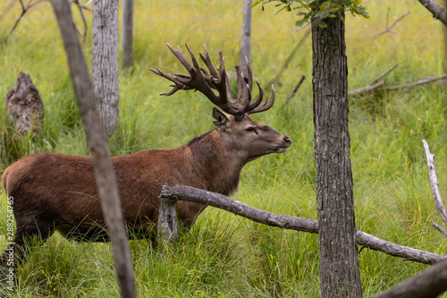 European red deer  Cervus elaphus  during rut.This species is fourth  the largest deer species