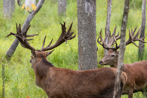 European red deer  Cervus elaphus  during rut.This species is fourth  the largest deer species