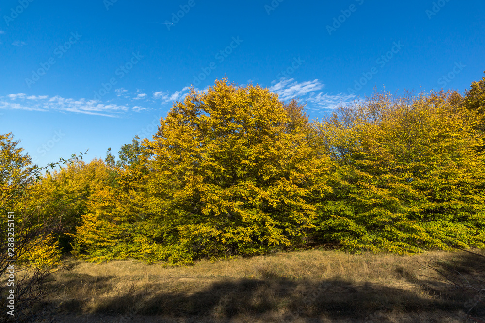 Autumn view of Cherna Gora (Monte Negro) mountain, Pernik Region, Bulgaria