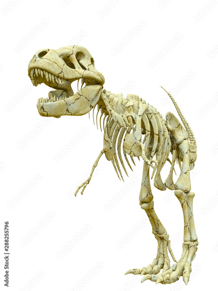 Fototapeta premium tyrannosaur skeleton looking for food