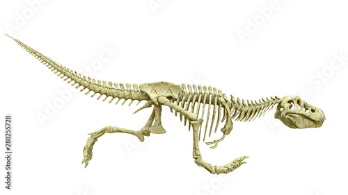 tyrannosaur skeleton fast run side view