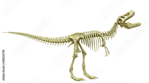 tyrannosaur skeleton is angry side view © DM7