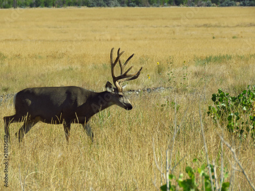 Arsenal Buck