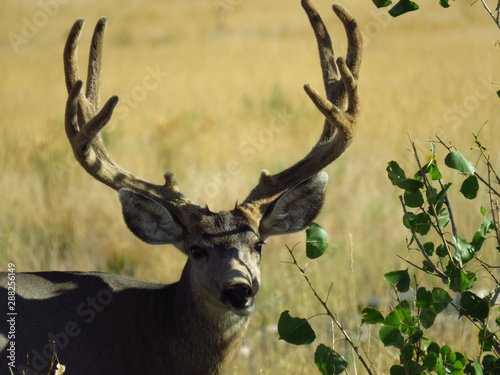 Buck..my name is Buck