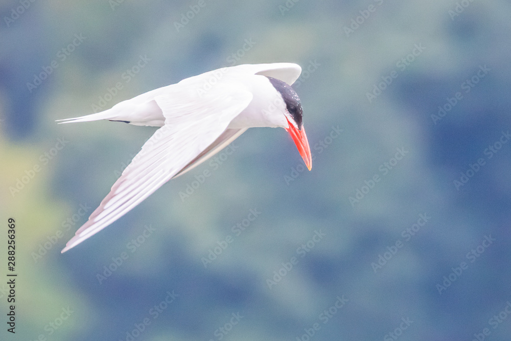 Obraz premium A Caspian Tern is the Essence of Natural Grace as it Hunts