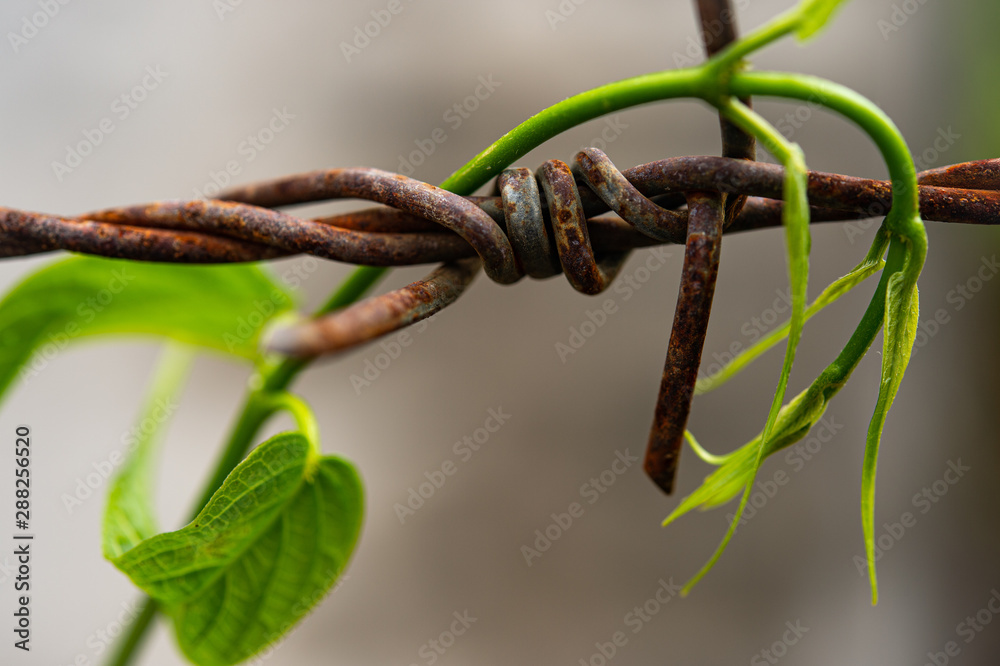 Closeup climbing plants on rusty barbed wire after the rain with blurred background. Closeup climbing plants on rusty barbed wire after the rain with blurred background.