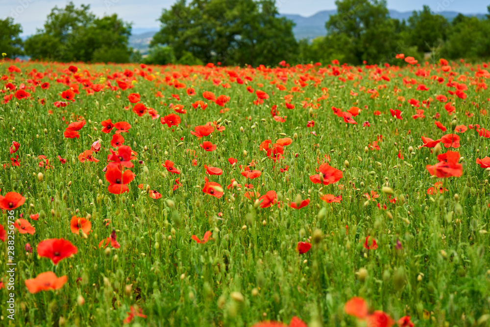 Poppy Field On A Spring Day With Trees Poppy Field On A Spring Day With Trees