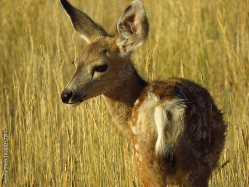 Me Muledeer