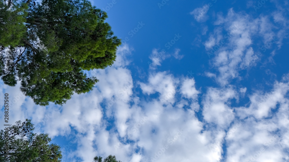 Fototapeta premium Green Pine trees in sunny day on blue sky background with light clouds. Happy summer vacation. Natural floral template with copy space for text. Tropical vacation, hiking travel. Travel card.
