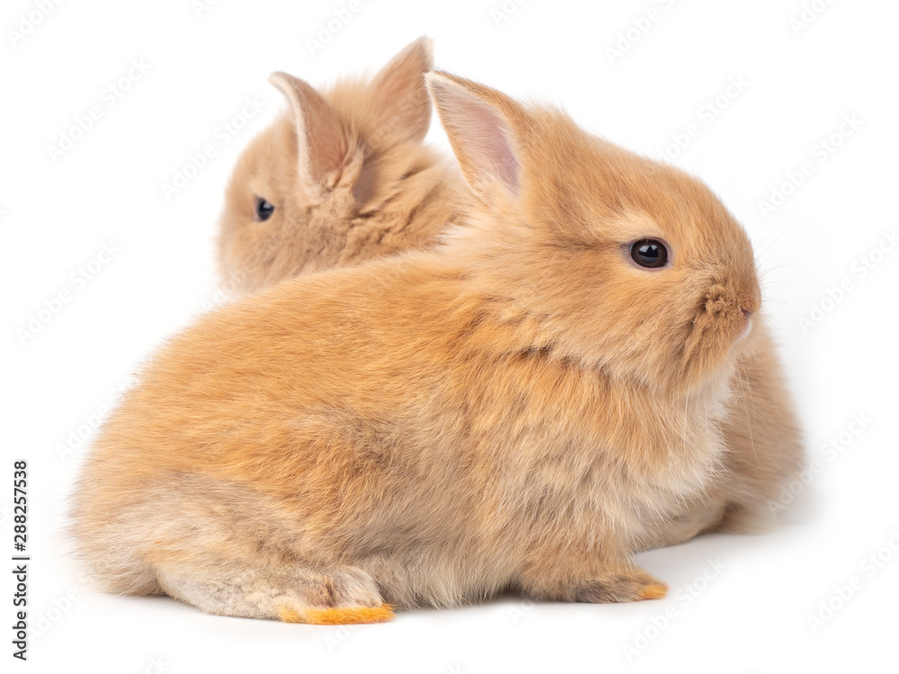 Two baby red-brown rabbits isolated on white background. Lovely baby rabbit sitting. Two baby red-brown rabbits isolated on white background. Lovely baby rabbit sitting.