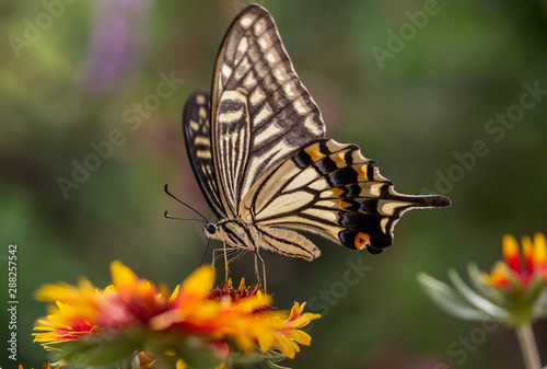 A swallowtail on a flower