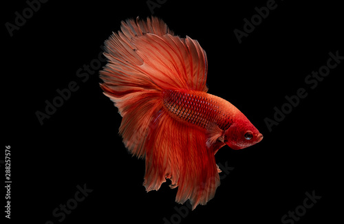 Light red betta fish, Siamese fighting fish was isolated on black background. Fish also action of turn head in different direction during swim.