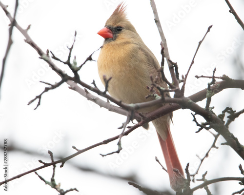 Northern cardinal female sitting on branch © Kevin W Ivers