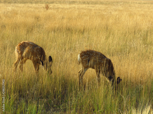 Fawns Feeding