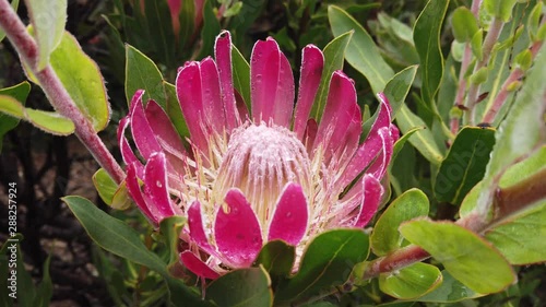 pink lotus waratah flower in garden, state symblo of New south wales australia photo