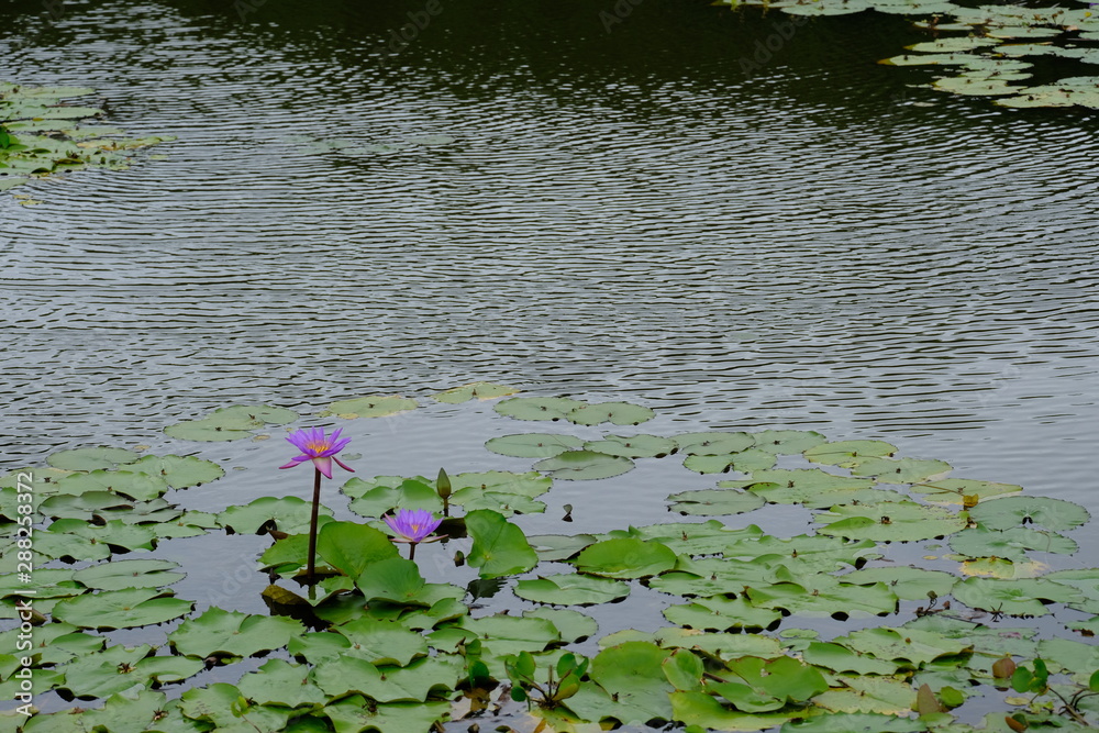 Survey a lotus field no.5 Survey a lotus field no.5