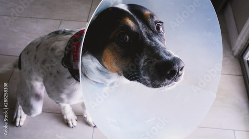 Dog wearing an e-collar after being spayed. The sad puppy recovers from surgery wearing a cone of shame. Authentic footage can be used for veterinary services and PSAs about neutering your pets.