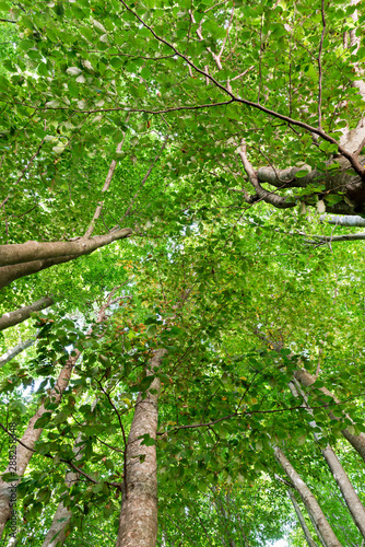 Natural Forest of Beech