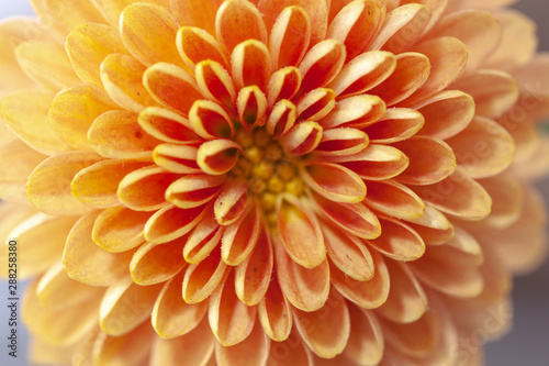 Color Chrysanthemum Flower Isolated on Background. © Anthony Paz
