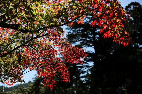 A tree with yellow and red leaves with the bright blue sky in Autumn