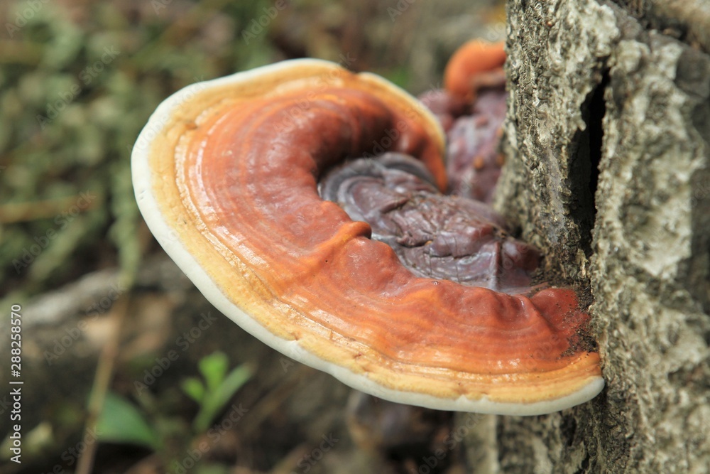 Orange mushroom stuck to the tree trunk Orange mushroom stuck to the tree trunk